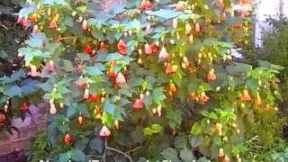 Abutilon hybrids  Chinese Lantern [upl. by Tletski231]