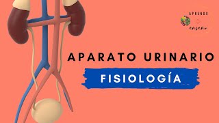 Aparato urinario Fisiología [upl. by Corabella581]