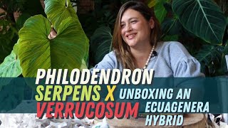 PHILODENDRON SERPENS x VERRUCOSUM  Unboxing This Uncommon Ecuagenera Hybrid [upl. by Francis]