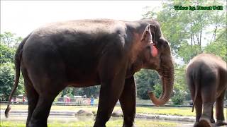 Gajah LUCU di ragunan zoo indonesia [upl. by Pearson]