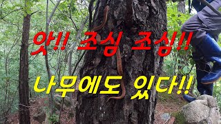 백사 없고 흑사 적사 갈사 등 불독사 7마리 송이라인 살무사 [upl. by Kai435]