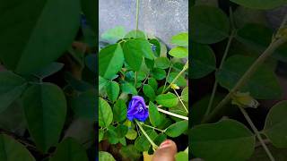 अपराजिता में अभी करें ये काम Aparajita plant shorts youtubeshorts viral gardening flowers [upl. by Anyrb610]