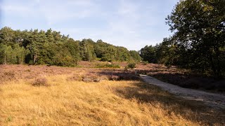 Wandeling op de Mechelse Heide 2024 [upl. by Liana]