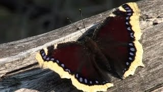 Life cycle of the Camberwell beauty Nymphalis antiopa [upl. by Fritzie]