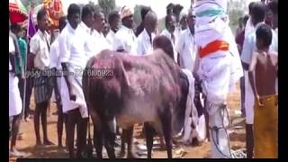 Alanganallur Jallikattu 2018  அடங்காத காளைகள் [upl. by Ardnekahs417]