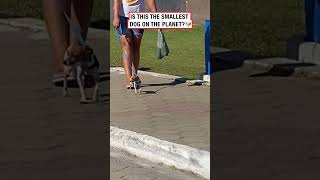 The tiniest dog ever 😲 🎥 ViralHog [upl. by Sofia]