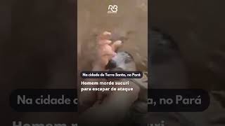 Homem morde sucuri para escapar de ataque no Pará veja vídeo [upl. by Thorvald127]