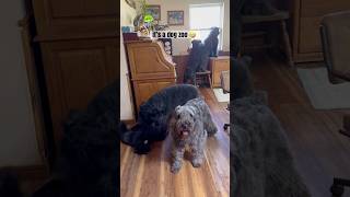 It’s a DOG ZOO around here 🤣 shortsfeed shorts dog doglover zoo bouvier newshorts [upl. by Charters]