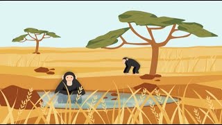 Whats a savanna chimpanzee short animation [upl. by Emmott]