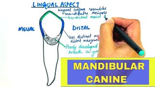 Anatomy of Mandibular Canine  Tooth Morphology [upl. by Pournaras]