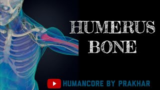 Humerus Bone Anatomy  Bones Of Upper Limb  Humerus Bone Anatomy In Hindi  Anatomy [upl. by Kcirdahc]