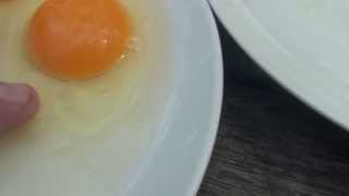 Difference between a fertilised and unfertilised chicken egg [upl. by Vedis]