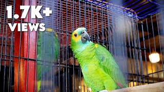 Blue Fronted Amazon Parrot [upl. by Iaoh571]