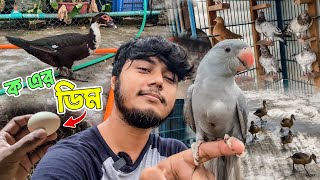 হাঁস আবার ডিম দেওয়া শুরু করেছে [upl. by Ahsema922]