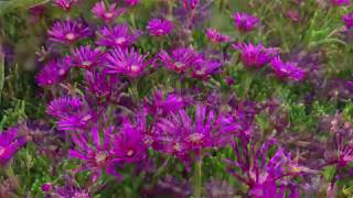 Plant Profile Ice Plant  Delosperma cooperi [upl. by Bea]