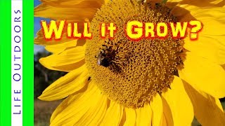 Will Black Oil Sunflowers Grow from Birdseed [upl. by Namad]