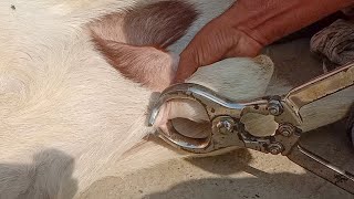 Castration in goat Buck l Castration Method by Burdizzo Castrator in Buck  Dr Ikram [upl. by Nisay]