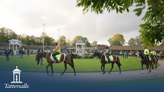 Tattersalls Autumn Horses in Training Sale 2023 Review [upl. by Eleanora492]