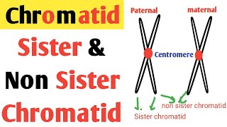 Sister and Non sister chromatid  Chromatid  homologous chromosome  paternal amp maternal chromosome [upl. by Metsky]