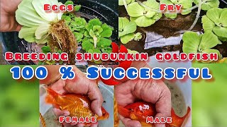 How to breed Goldfish  Part 1 100 Successful breeding [upl. by Pelagi]