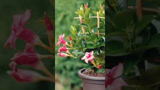 Mandevilla plant care Combo offer 3 colours Mandevilla plant propagation Oru Tech Yathra [upl. by Abott]