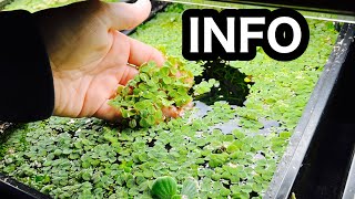 Salvinia Minima Aquarium Floating Plant [upl. by Iveel]