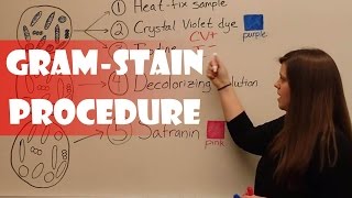 Gram Stain Procedure [upl. by Sandell]