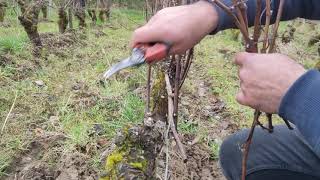 Pruning Pineau dAunis [upl. by Elockin]