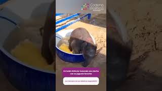 🐘💦 Un bebé elefante tomando una ducha con su juguete favorito [upl. by Akili]