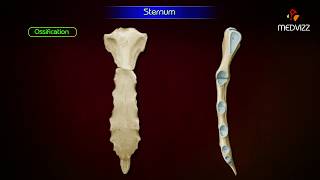 Sternum ‎Anatomy  Osteology  Animation  Parts  Location  Attachments and Clinical correlation [upl. by Holcomb42]