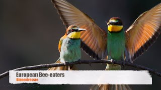 European Beeeaters Merops apiaster  Bienenfresser [upl. by Eirrod]