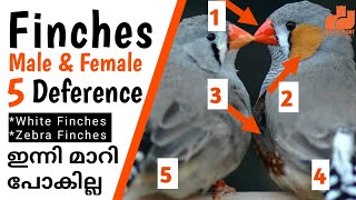 Finches Male and Female Difference  Zebra amp White Finches  Finches Bird Malayalam  My Pet Plant [upl. by Lotti]