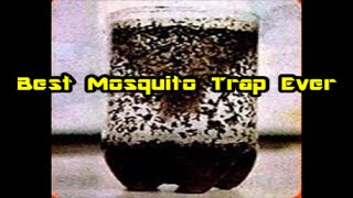 DIY Best Mosquito Trap Ever [upl. by Heller]