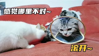 小母猫做完绝育回到家，小公猫一直闻母猫，公猫总感觉哪里不对 [upl. by Assetak]