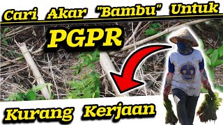 🔴 Jangan Lebay‼️Congkel Akar Bambu Akar Putri Malu Cuma Mau buat PGPR Saja Tapi Hasilnya Nihil 😂🤣 [upl. by Anstus]