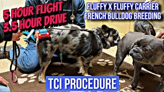 Breeding French Bulldog TCI Procedure breeding frenchbulldog frenchie subscribe [upl. by Rubia825]