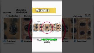 Metaphase mitosis under the microscope 🔬 [upl. by Nnybor]