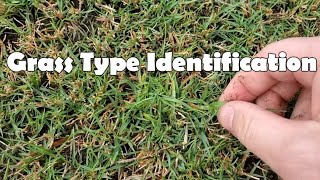 How To Identify Your Grass Type [upl. by Mirna]