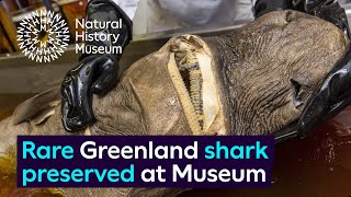 Rare Greenland shark specimen preserved at the Museum [upl. by Akiras]