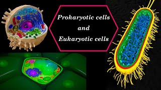 Prokaryotic cells and Eukaryotic cells [upl. by Raseac]