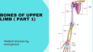 Bones of upper Limb part 1  clavicle  scapula humerus [upl. by Pontias]