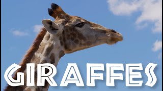 NEWIMPROVED All About Giraffes for Kids Giraffe Video for Children  FreeSchool [upl. by Lraed]