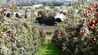 4 year old M9 apple orchard  High density apple [upl. by Anattar944]