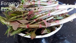 Foraging Life Ep 4 Japanese Knotweed [upl. by Aenehs]