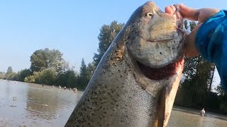 Puyallup River Fishing 2023 [upl. by Nageek]