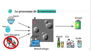 SVT 2 BAC International  Mise en Evidence de la Respiration et de la Fermentation [upl. by Struve]