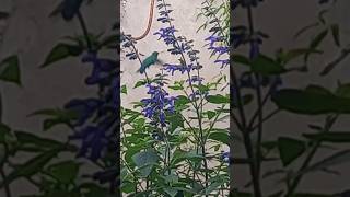 Si quieres que el colibri te visite por este floral quotSalvia Guaraniticaquot [upl. by Embry933]