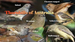 Thornbills of Australia [upl. by Nosrac713]