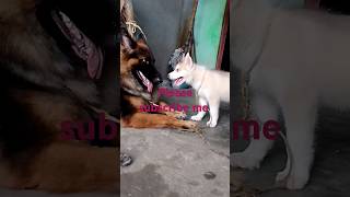 garman shaft dog or Haski dog ki kesi payr dekha se kisssgermanshepherd kalatendig shots [upl. by Allerie]