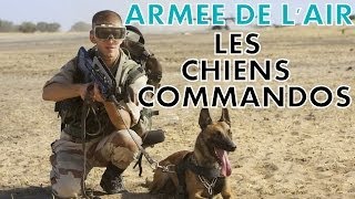 REPORTAGE  ARMEE DE LAIR  LES CHIENS COMMANDOS [upl. by Ahsiemak]